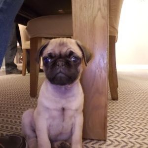 Meet your Posher, Christian